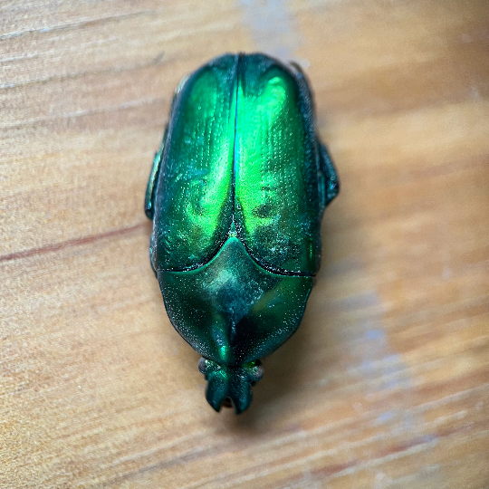 WHOLESALE! Bulk Real Metallic Green Scarab Beetles!