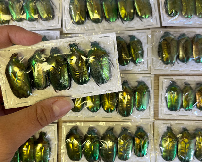 WHOLESALE! Bulk Real Metallic Green Scarab Beetles!