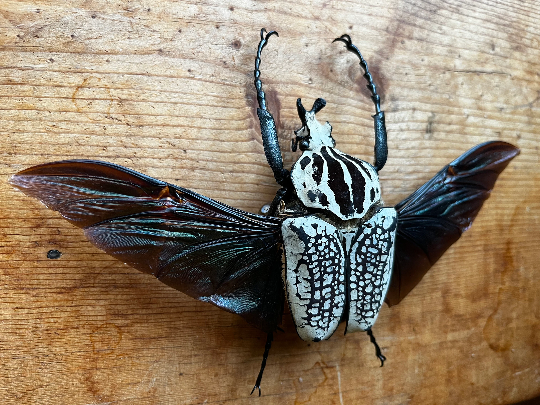 Goliathus orientalis GIANT African Flower Beetle UNSPREAD – The Goliathus orientalis GIANT African Flower Beetle UNSPREAD – The