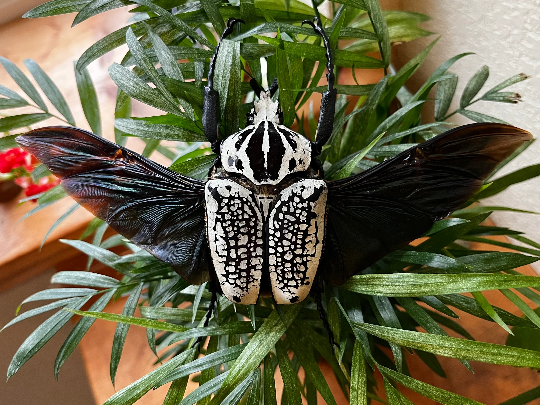 Goliathus orientalis GIANT African Flower Beetle UNSPREAD – The Goliathus orientalis GIANT African Flower Beetle UNSPREAD – The