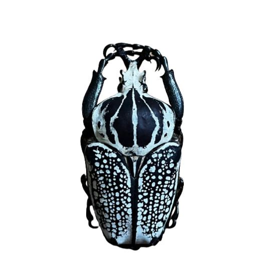 g5.png?v=1660670840&width=1920 g5.png?v=1660670840&width=1920