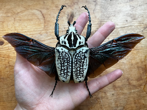 Goliathus orientalis GIANT African Flower Beetle UNSPREAD