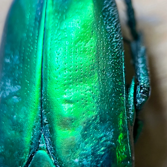 WHOLESALE! Bulk Real Metallic Green Scarab Beetles!