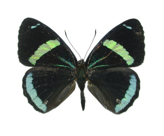 Kramer's 88, Real Butterfly Diaethria clymena, unspread
