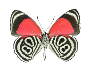 Kramer's 88, Real Butterfly Diaethria clymena, unspread