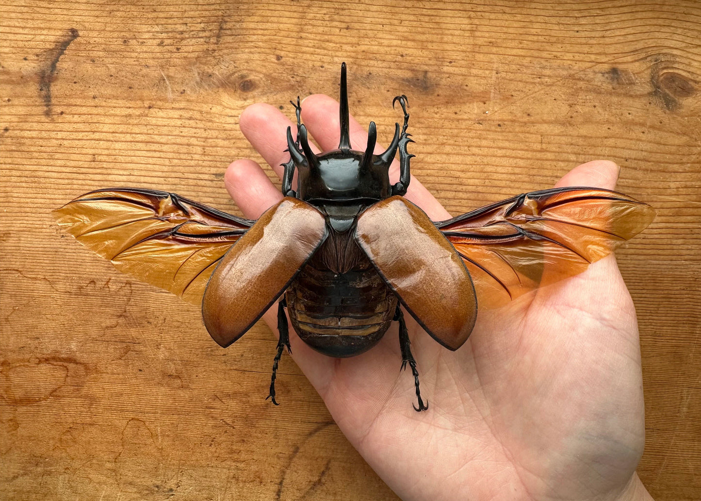 REAL Five Horned Rhinoceros Beetle BIG 'Eupatoris gracillicornis'