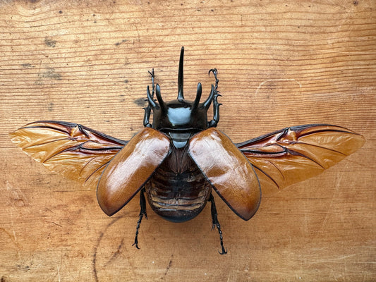 REAL Five Horned Rhinoceros Beetle BIG 'Eupatoris gracillicornis'