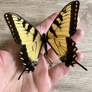 The Eastern Tiger Swallowtail 'Papilio glaucus'