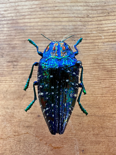 Blue Rainbow Jewel Beetle 'Polybothris sumptuosa gema'