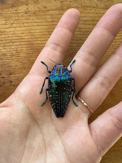 Blue Rainbow Jewel Beetle 'Polybothris sumptuosa gema'