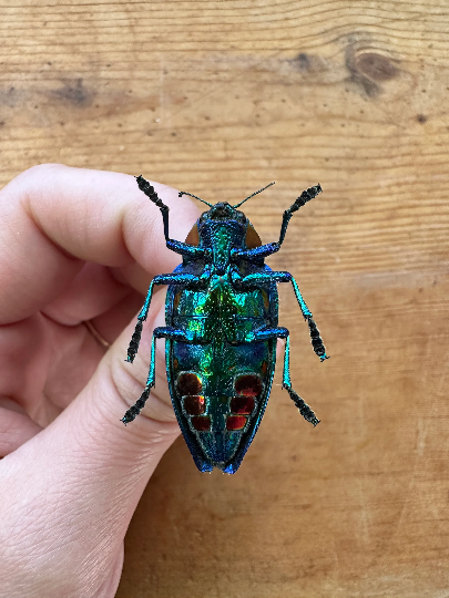 Blue Rainbow Jewel Beetle 'Polybothris sumptuosa gema'