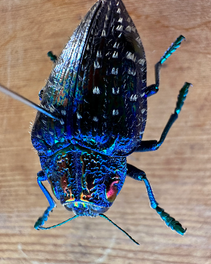 Blue Rainbow Jewel Beetle 'Polybothris sumptuosa gema'