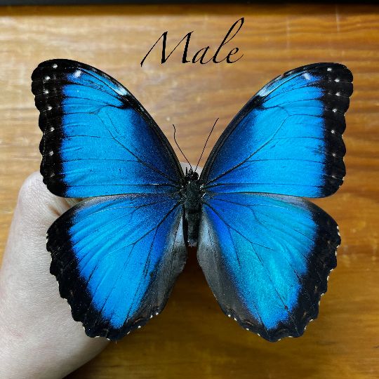 Blue Morpho Butterfly Morpho helenor Unmounted/Unspread