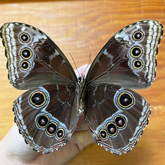 Blue Morpho Butterfly Morpho helenor peleides Unmounted/Unspread