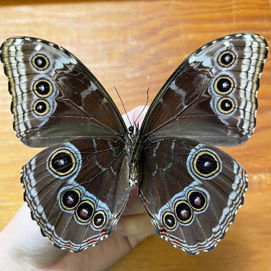 Blue Morpho Butterfly Morpho helenor Unmounted/Unspread