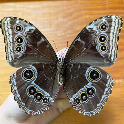 Blue Morpho Butterfly Morpho helenor Unmounted/Unspread