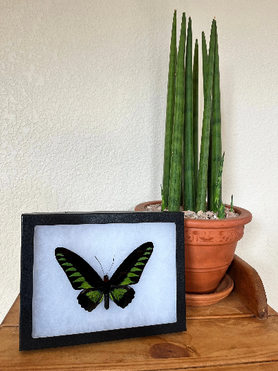 Rajah Brooke’s birdwing SPREAD butterfly Trogonoptra brookiana albescens