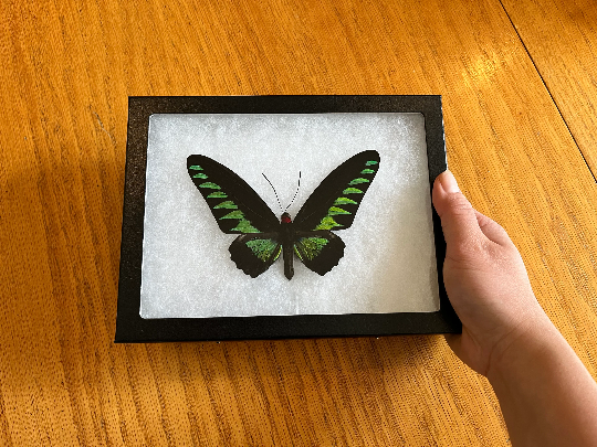 Rajah Brooke’s birdwing SPREAD butterfly Trogonoptra brookiana albescens