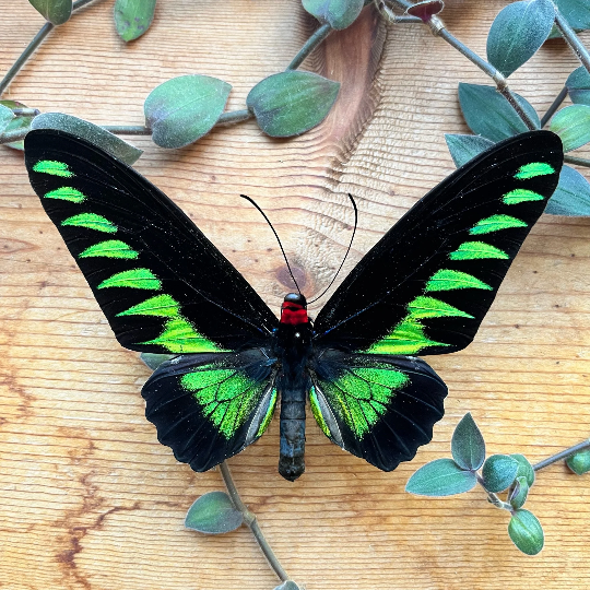 Rajah Brooke’s birdwing SPREAD butterfly Trogonoptra brookiana albescens