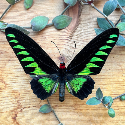 Rajah Brooke’s birdwing SPREAD butterfly Trogonoptra brookiana albescens