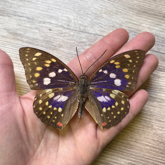 Sasakia charonda 'Great Purple Emperor Butterfly' UNSPREAD
