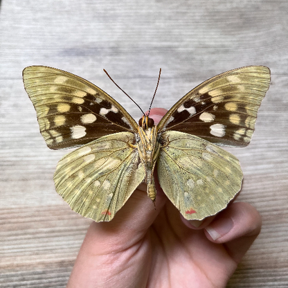 Sasakia charonda 'Great Purple Emperor Butterfly' UNSPREAD