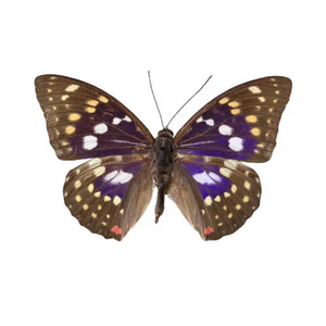 Sasakia charonda 'Great Purple Emperor Butterfly' UNSPREAD