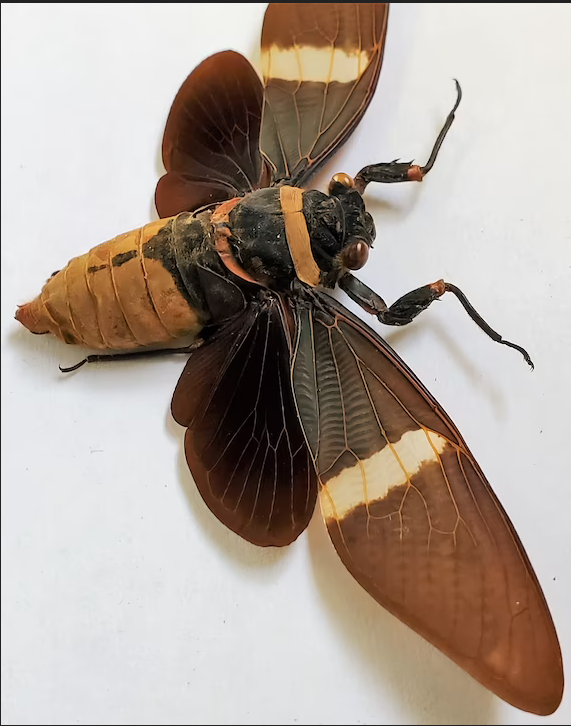 Giant Black Cicada Tosena albata
